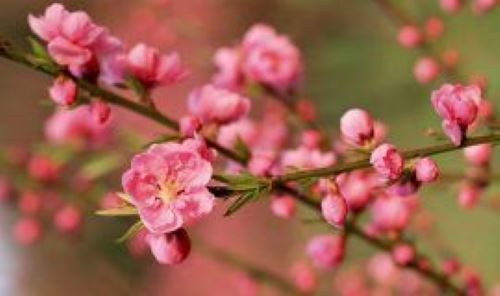 Ngày xuân của team yêu tết